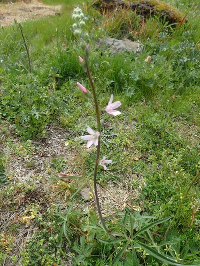 Sidalcea campestris, photographed by Lindsey K. Wise