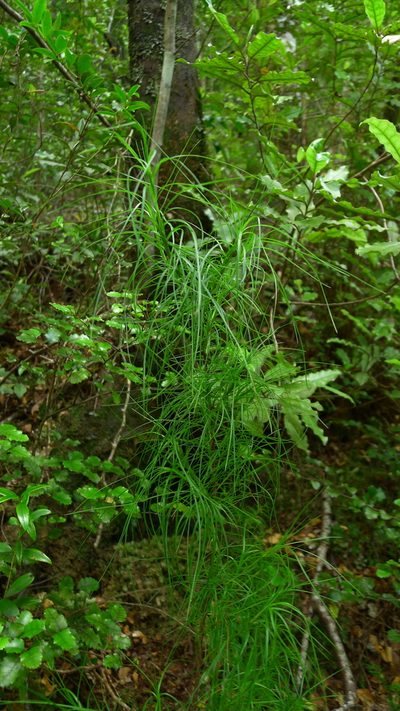 Dracophyllum urvilleanum, photographed by Sarah Richardson