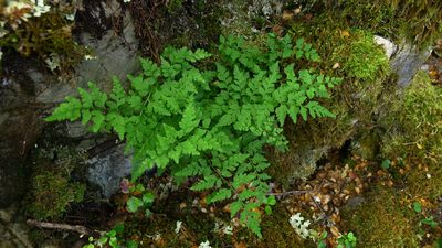 Cystopteris tasmanica, photographed by Sarah Richardson