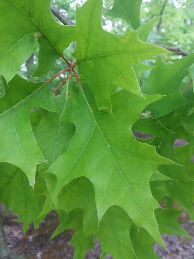 Quercus texana, photographed by Will McFarland