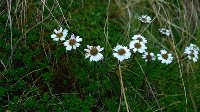 Celmisia bellidioides, photographed by Sarah Richardson