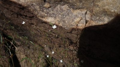 Oldenlandia herbacea, photographed by Shaun Swanepoel