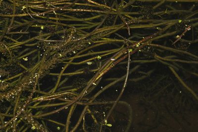 Lagarosiphon major, photographed by Stephen James McWilliam