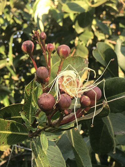 Lafoensia pacari, photographed by Mario Barroso