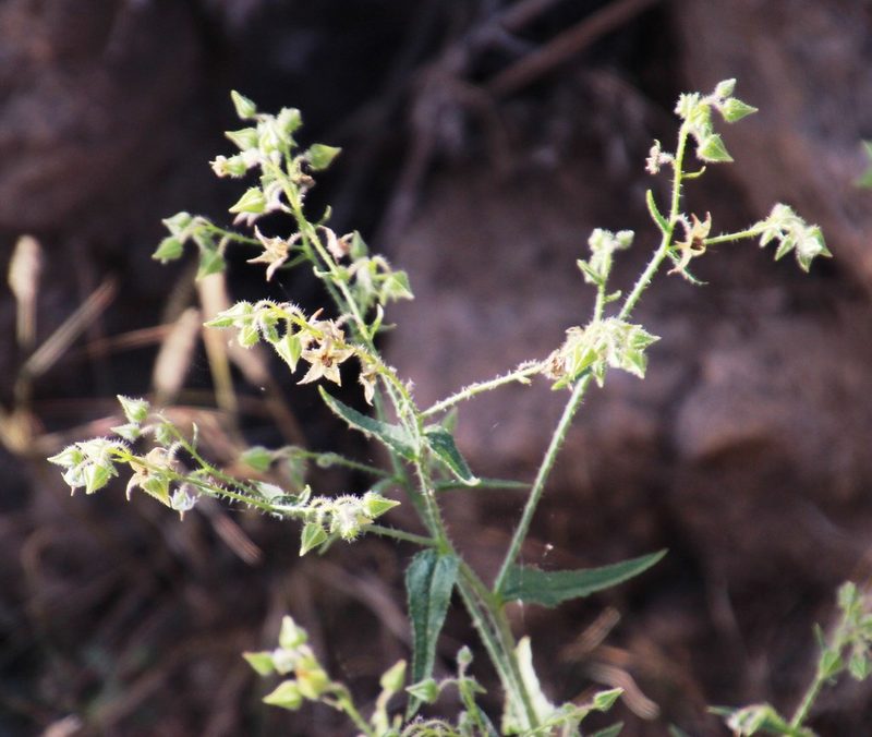 Trichodesma africanum, photographed by Tony Rebelo