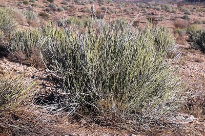 Euphorbia gregaria, photographed by Tony Rebelo