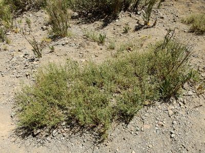Baccharis gilliesii, photographed by Guillermo Debandi