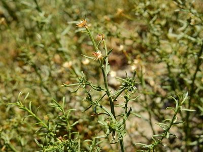 Baccharis gilliesii, photographed by Guillermo Debandi