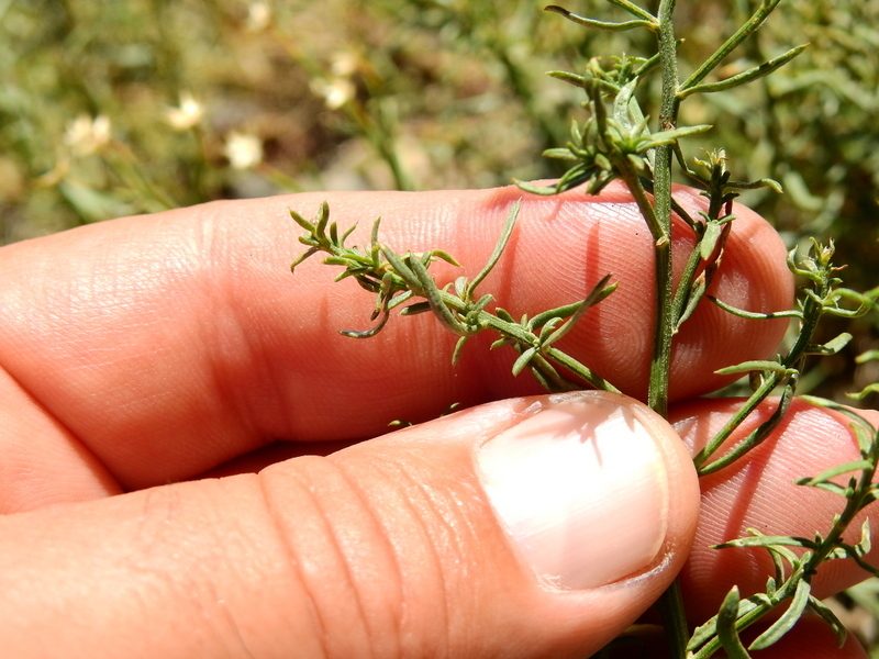 Baccharis gilliesii, photographed by Guillermo Debandi