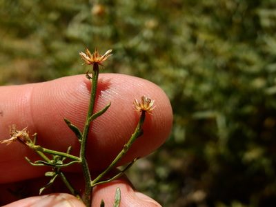 Baccharis gilliesii, photographed by Guillermo Debandi