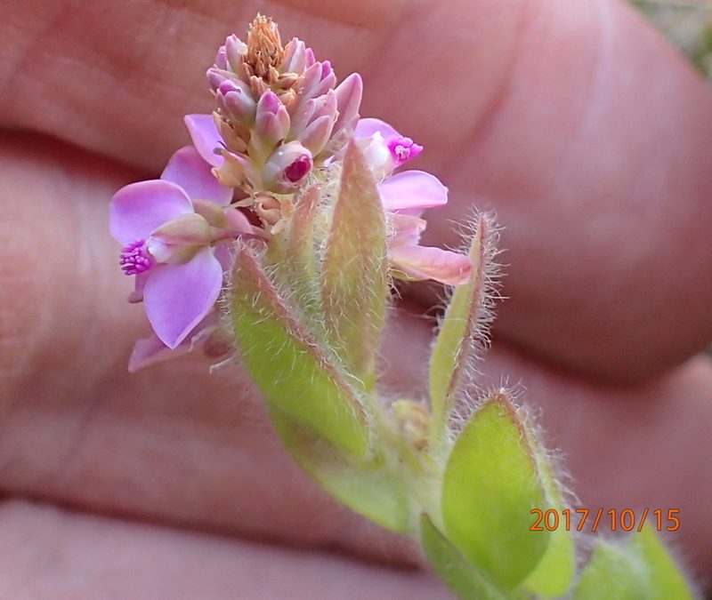 Polygala hispida, photographed by Peter Warren