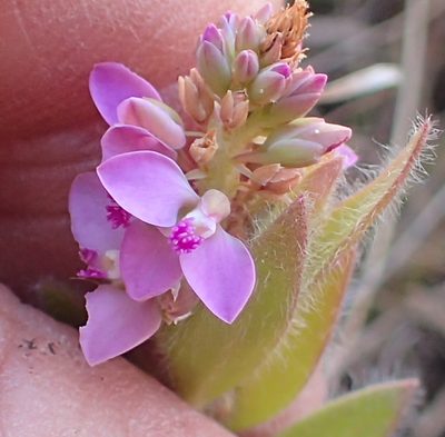 Polygala hispida, photographed by Peter Warren