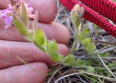 Polygala hispida, photographed by Peter Warren