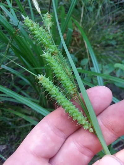 Carex joorii, photographed by Will McFarland