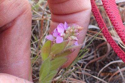 Polygala hispida, photographed by Peter Warren