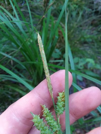 Carex joorii, photographed by Will McFarland