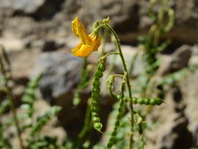 Adesmia grandiflora, photographed by Guillermo Debandi