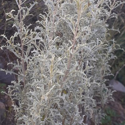 Atriplex lampa, photographed by Benjamin Bender