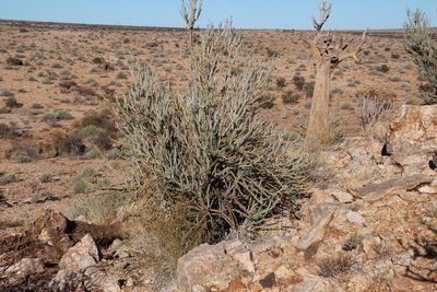 Portulacaria namaquensis, photographed by Tony Rebelo