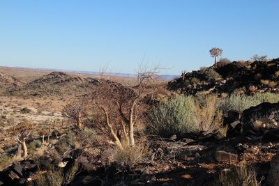 Commiphora gracilifrondosa, photographed by Tony Rebelo