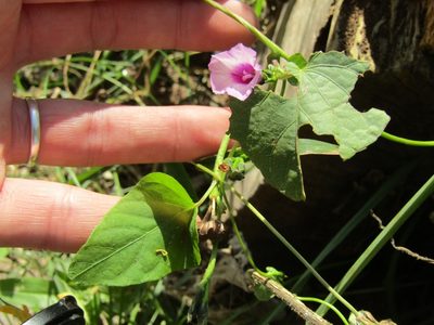 Ipomoea grandifolia, photographed by Alan demian benadia