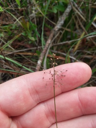 Dichanthelium ensifolium, photographed by Will McFarland
