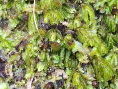 Hymenophyllum minimum, photographed by Leon Perrie