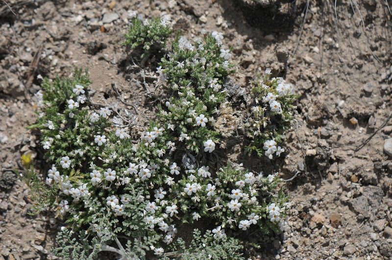 Phlox griseola, photographed by Todd Boland