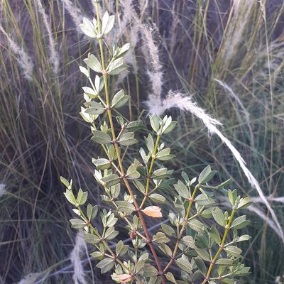 Larrea cuneifolia, photographed by Benjamin Bender