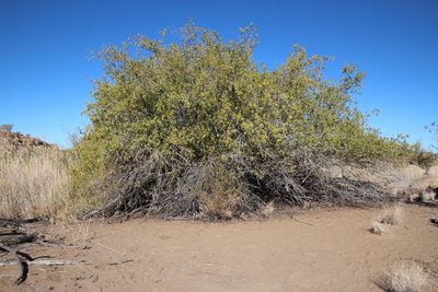 Searsia pendulina, photographed by Tony Rebelo