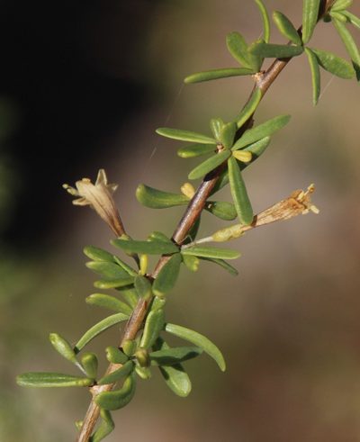 Lycium bosciifolium, photographed by Tony Rebelo
