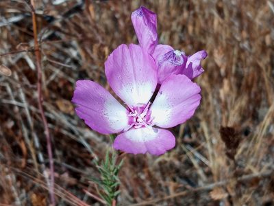Clarkia cylindrica, photographed by Daniel S.