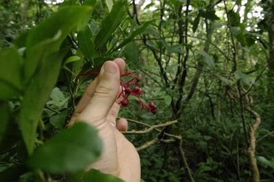 Neea psychotrioides, photographed by Eric Knight