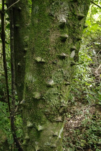 Zanthoxylum schreberi, photographed by Eric Knight