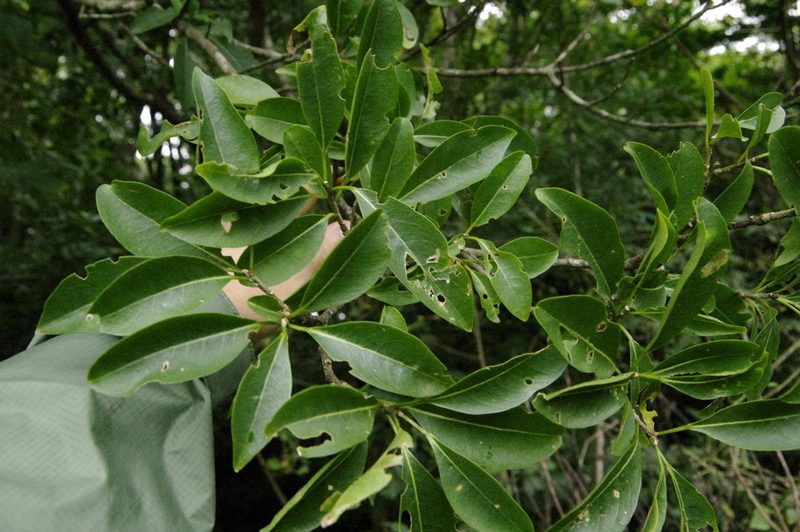 Zanthoxylum schreberi, photographed by Eric Knight