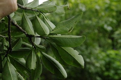Zanthoxylum schreberi, photographed by Eric Knight