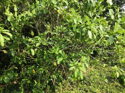 Tabernaemontana alba, photographed by Obed Palagot Echavarria