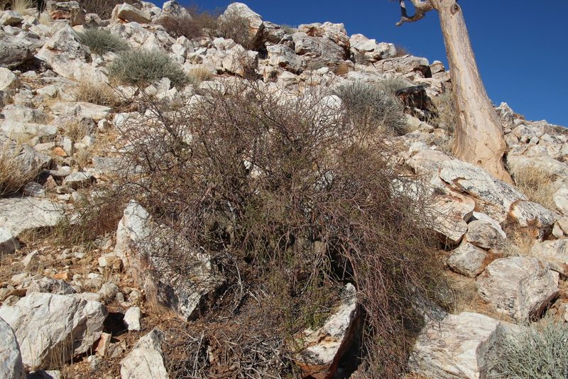 Commiphora gracilifrondosa, photographed by Tony Rebelo