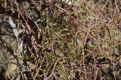 Commiphora gracilifrondosa, photographed by Tony Rebelo