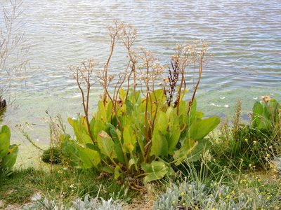Senecio fistulosus, photographed by Guillermo Debandi