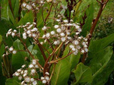 Senecio fistulosus, photographed by Guillermo Debandi