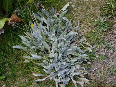 Senecio gilliesii, photographed by Guillermo Debandi