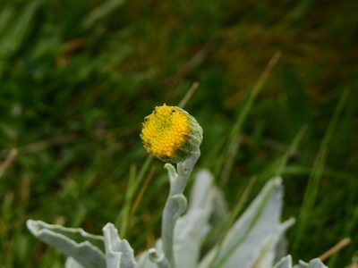 Senecio gilliesii, photographed by Guillermo Debandi
