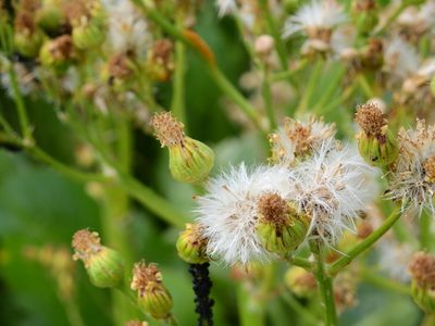 Senecio fistulosus, photographed by Guillermo Debandi