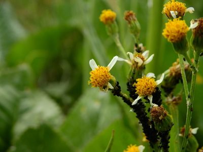 Senecio fistulosus, photographed by Guillermo Debandi