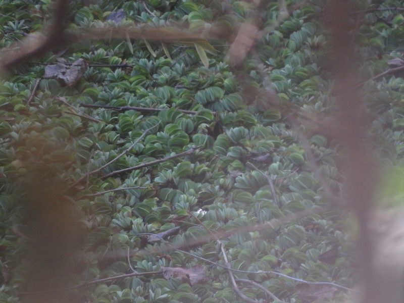 Salvinia biloba, photographed by Ezequiel Vera