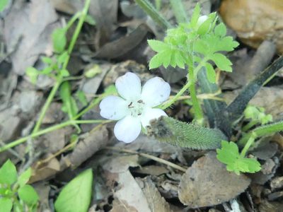 Nemophila phacelioides, photographed by Morgan Hay