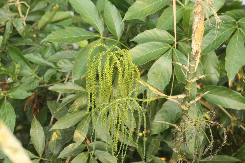Chamaedorea schiedeana, photographed by Obed Palagot Echavarria