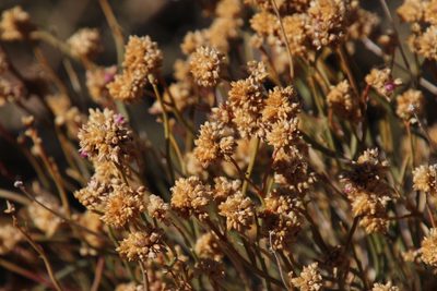 Hermbstaedtia glauca, photographed by Tony Rebelo