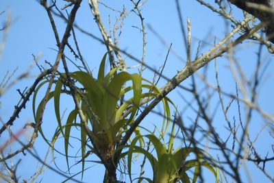 Tillandsia polystachia, photographed by Sebastián de Jesús Herrera Buenfil